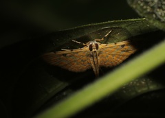 Notarcha aurolinealis