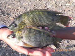 Oreochromis mossambicus