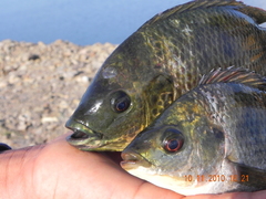 Oreochromis mossambicus