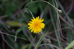 Crepis capillaris