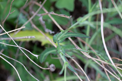 Crepis capillaris