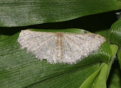 Idaea costiguttata