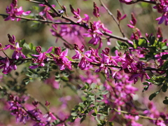 Indigofera cassioides