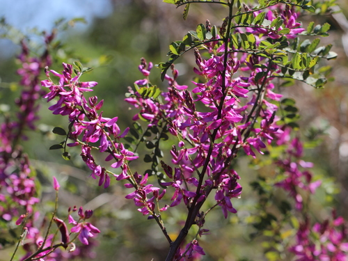 Indigofera cassioides, photograph 1