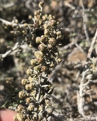 Artemisia nesiotica