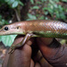 Trachylepis paucisquamis - Photo (c) Nik Borrow, some rights reserved (CC BY-NC), uploaded by Nik Borrow