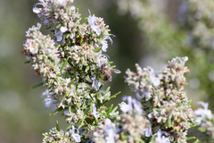 Salvia rosmarinus