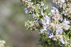 Salvia rosmarinus