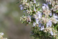Salvia rosmarinus