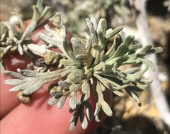 Artemisia nesiotica
