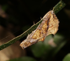 Plusiodonta coelonota