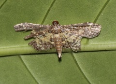Eurrhyparodes bracteolalis