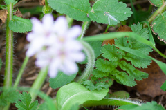 Erodium moschatum