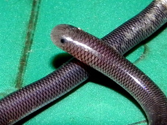 Indotyphlops braminus