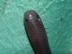 Indotyphlops braminus