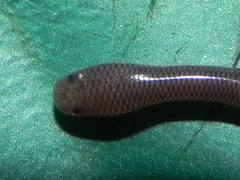 Indotyphlops braminus