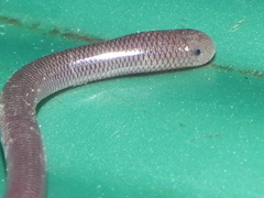 Indotyphlops braminus