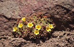 Oxalis penicillata