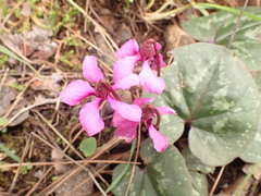 Cyclamen alpinum