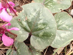 Cyclamen alpinum