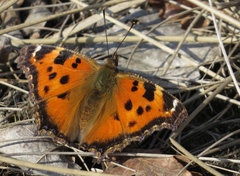 Nymphalis xanthomelas