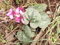 Cyclamen alpinum