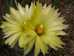 Coryphantha radians