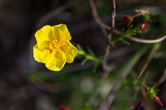 Fumana