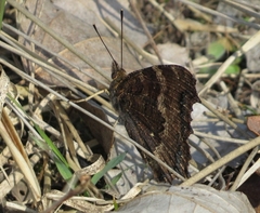 Nymphalis xanthomelas