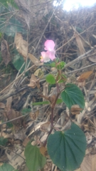 Begonia cucullata