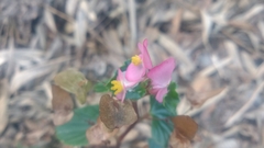 Begonia cucullata