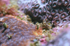 Laiphognathus longispinis