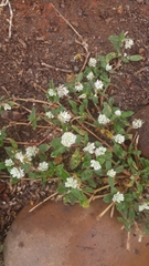 Alternanthera bettzickiana