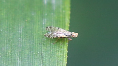 Campiglossa sororcula