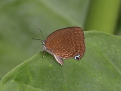 Arhopala major