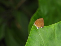 Arhopala major