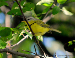 Phylloscopus xanthoschistos