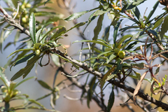 Cistus ladanifer