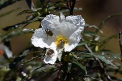 Cistus ladanifer