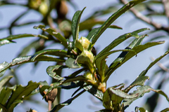 Cistus ladanifer