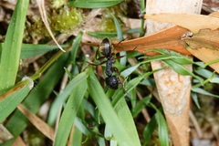 Camponotus oxleyi