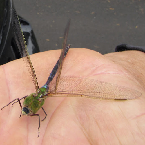 Common green darner