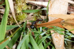 Camponotus oxleyi
