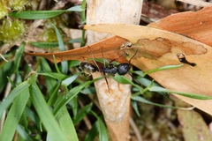 Camponotus oxleyi