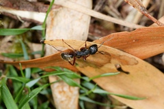 Camponotus oxleyi