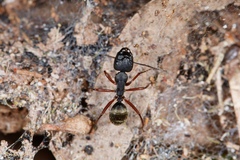 Camponotus oxleyi