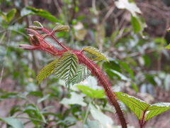 Rubus wallichianus