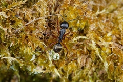 Camponotus oxleyi