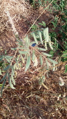 Indigofera astragalina