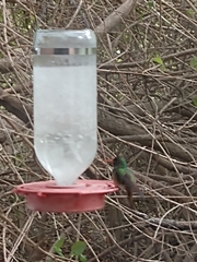 Amazilia yucatanensis